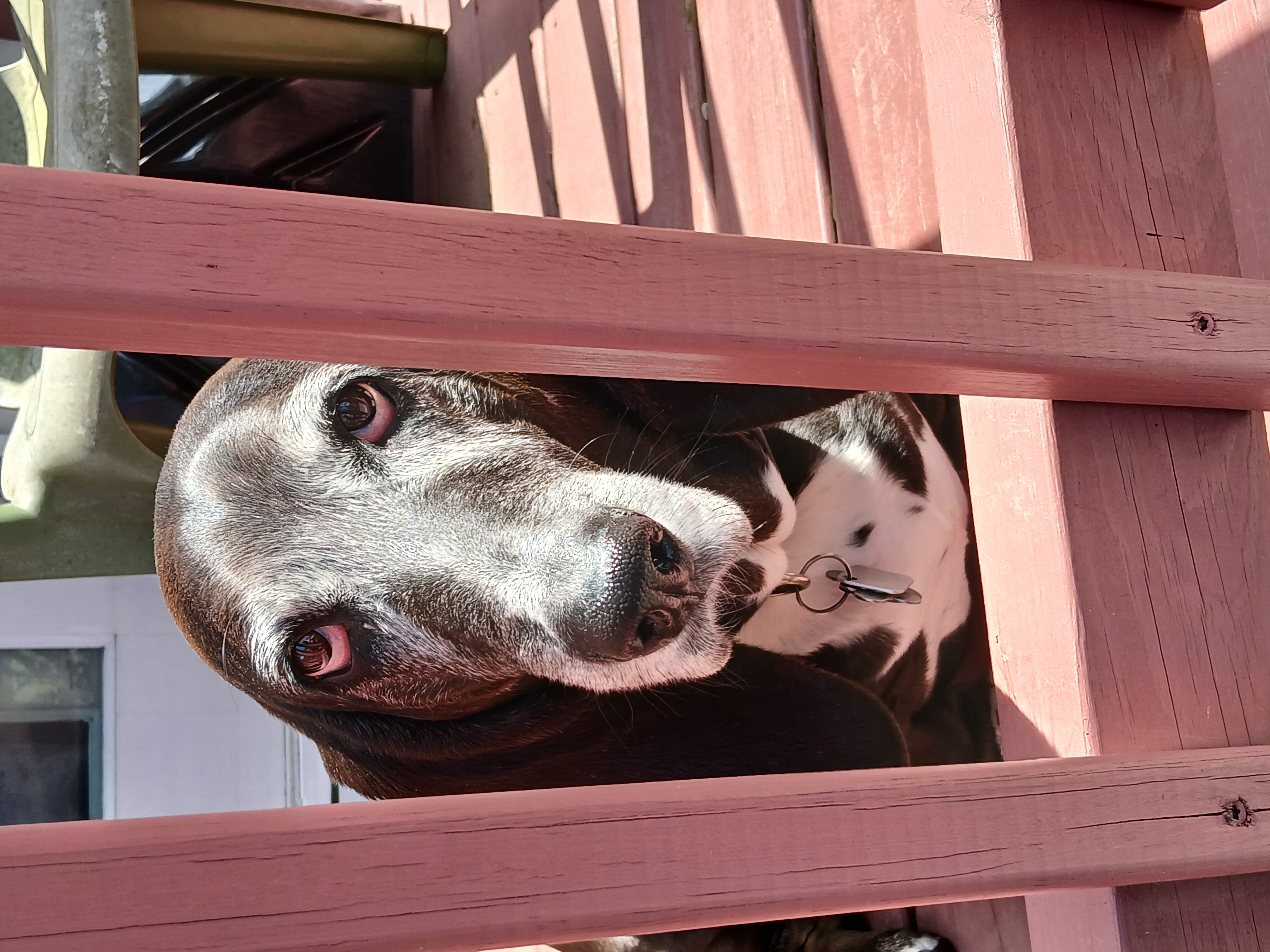 Betty sitting on our deck