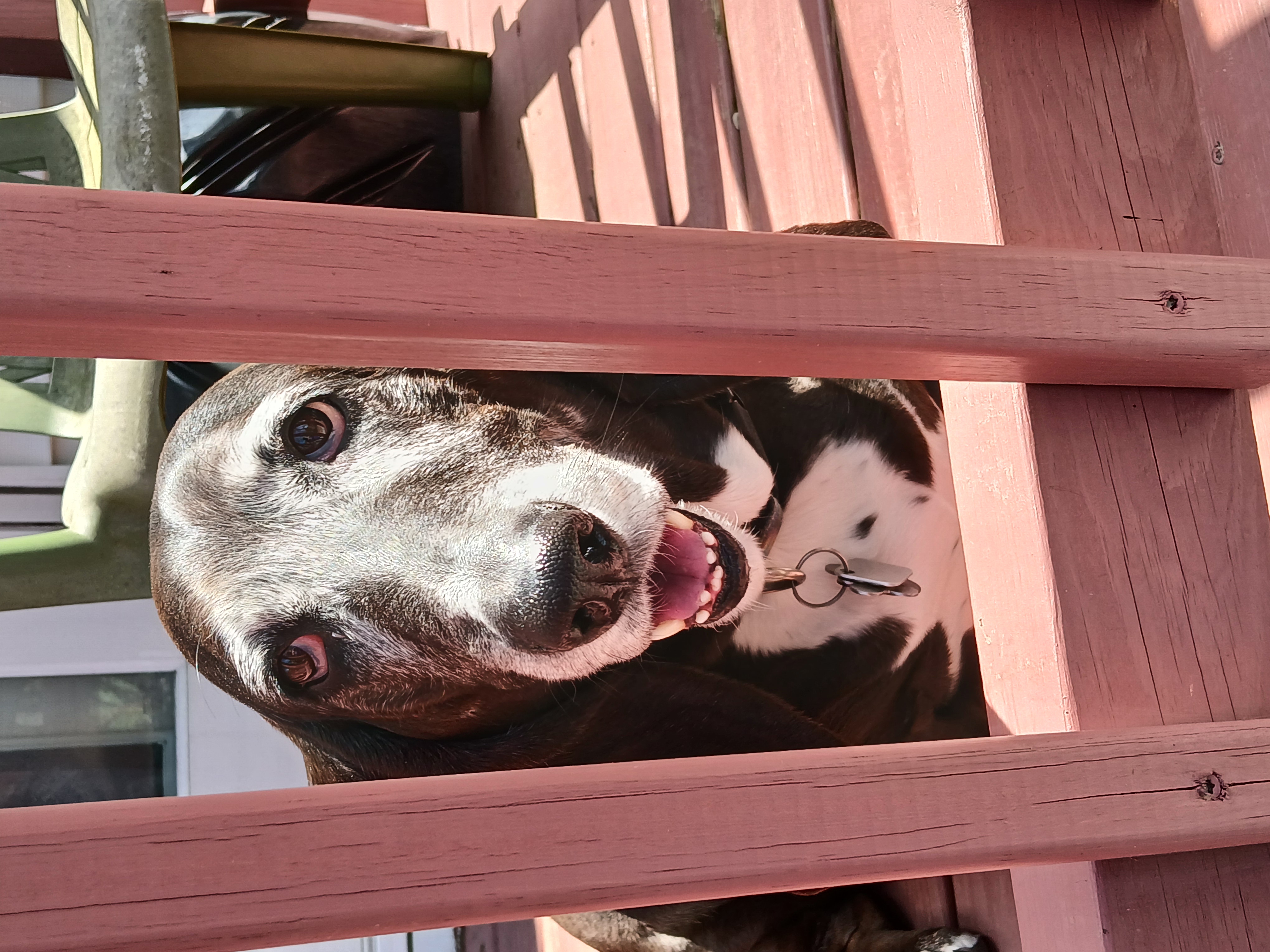Betty sitting on our deck