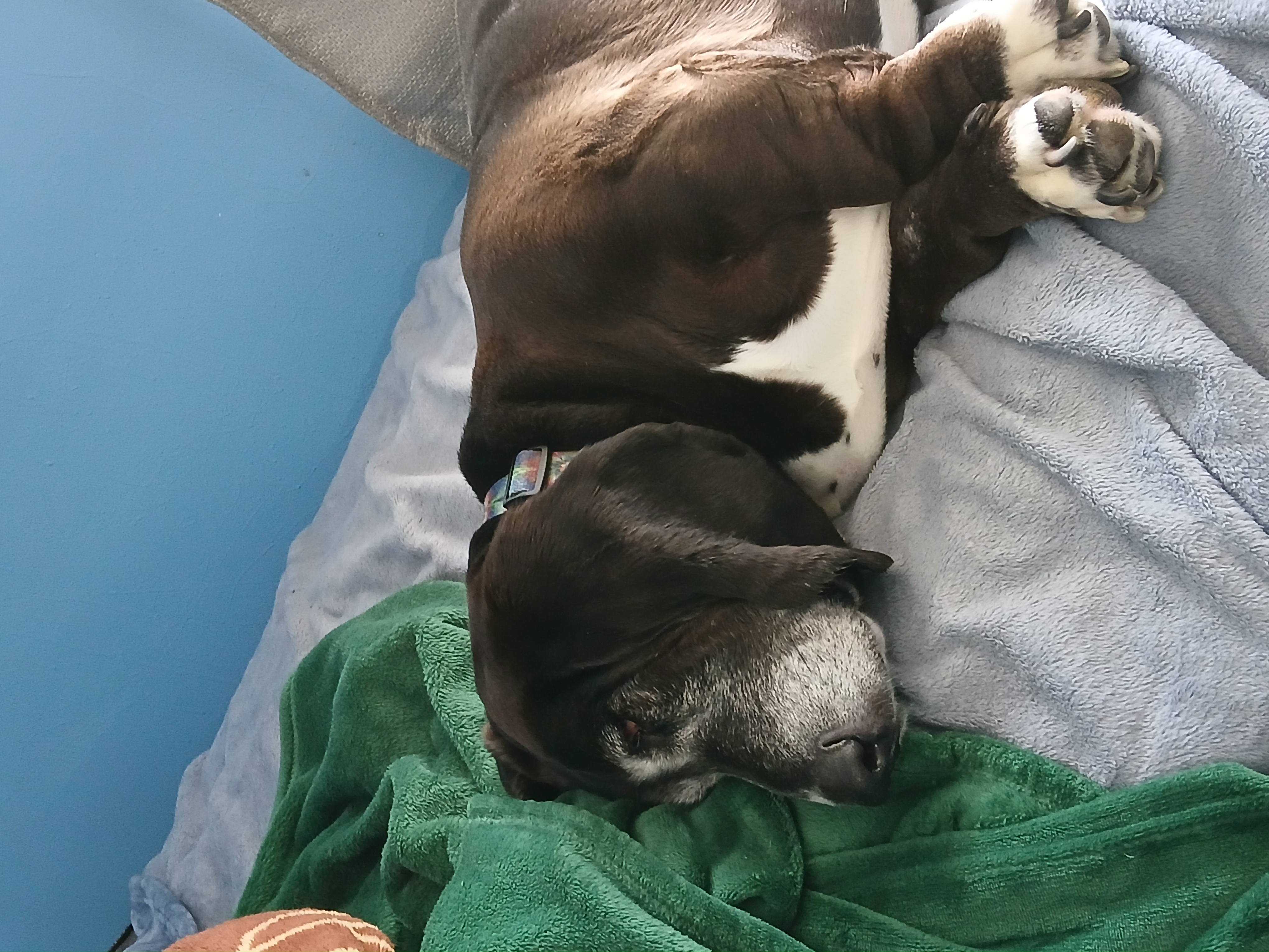 Betty the Wise and Just basset hound